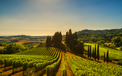 Casale Marittimo village, vineyards and landscape in Maremma. Tu