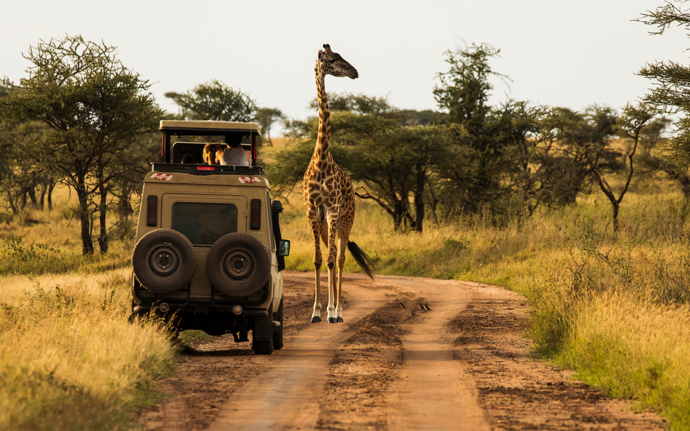 Giraffe with trees in background during sunset safari in Serenge