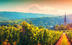 Panoramalandschaft mit herbstlichen Weinbergen an der Mosel
