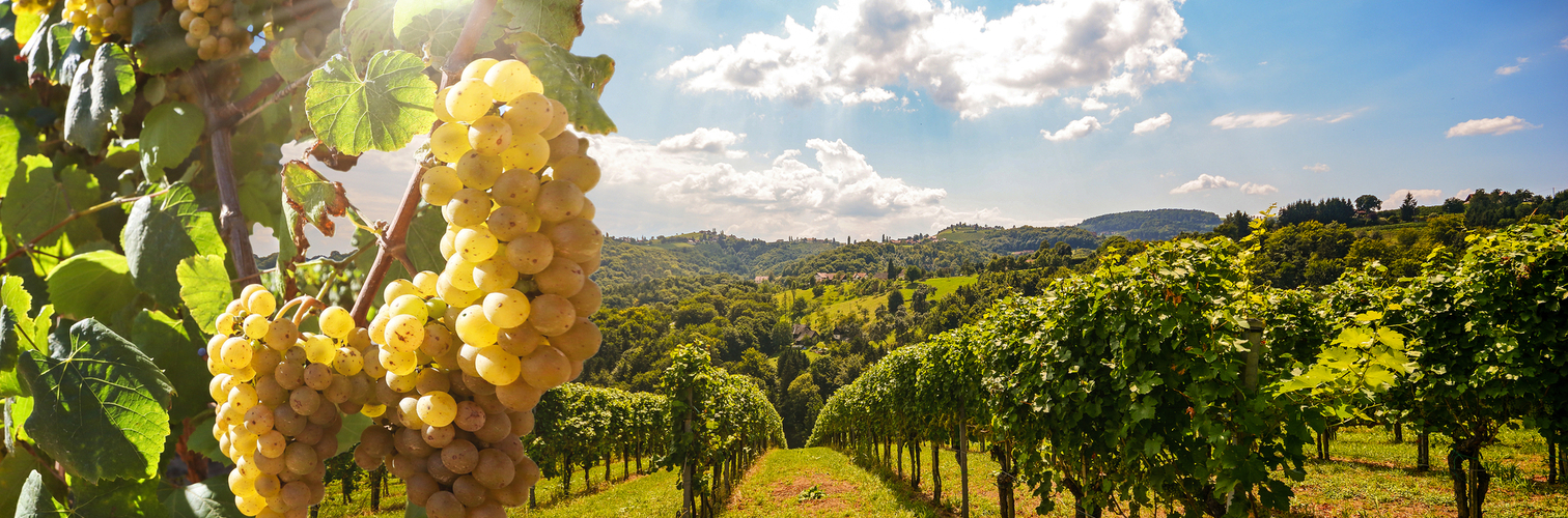 Weinbaugebiet an der Deutschen Weinstraße