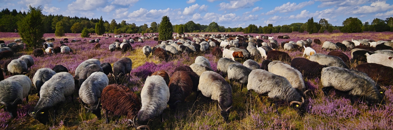 Heidschnucken in der Lüneburger Heide, Deutschland