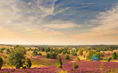 Höpen – wo die Heide immer blüht